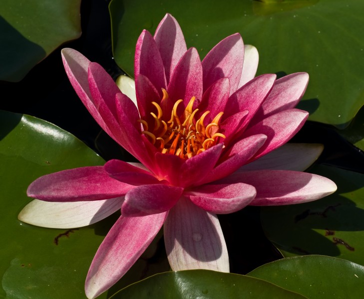 Nymphaea flower Botanical Garden Munich Nymphenburg IMGP1547