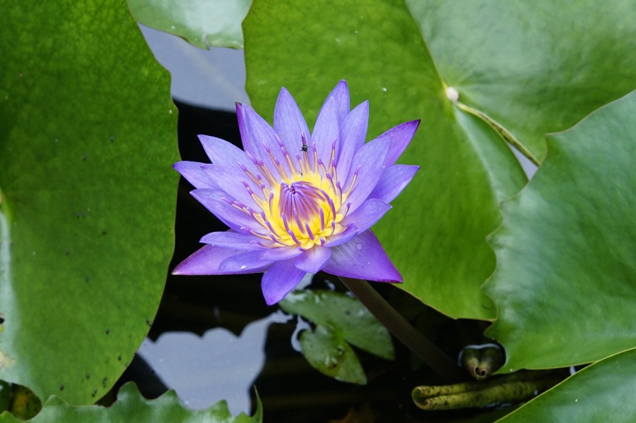 Nymphaea nouchali 2860