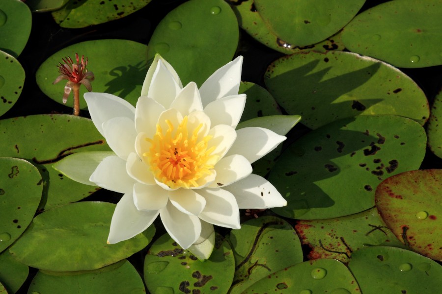 Nymphaea odorata PP