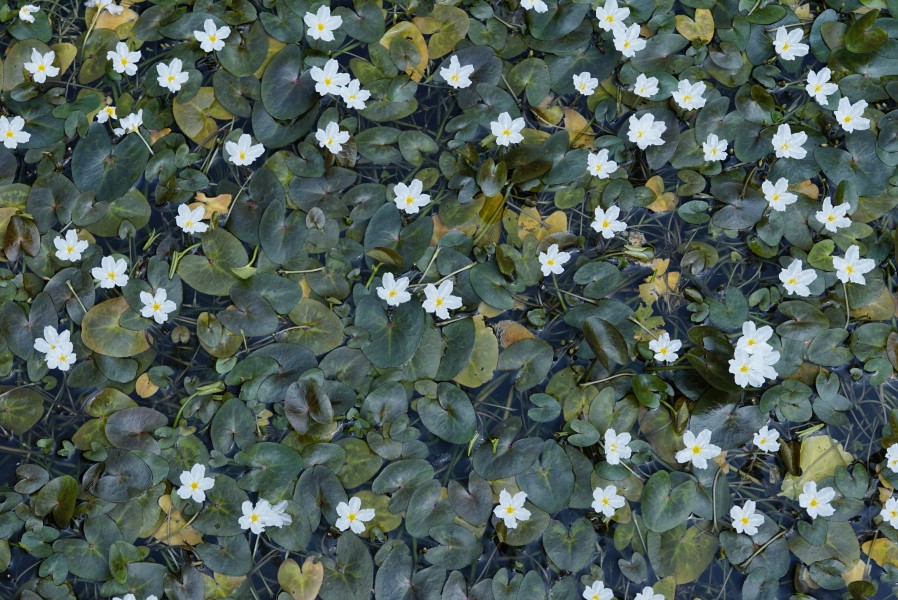 Nymphoides hydrophylla 7897