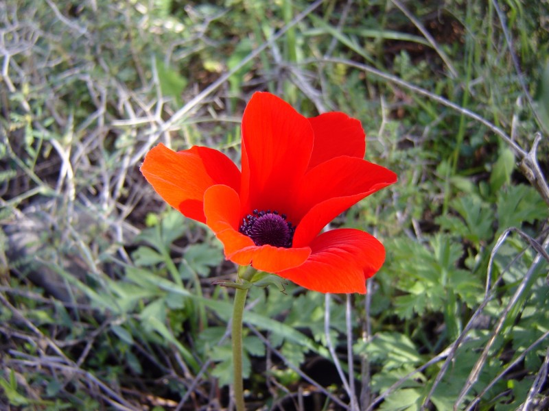 شقائق النعمان Anemone Conorania