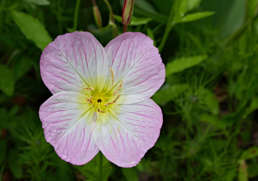 Oenothère rose FR 2012
