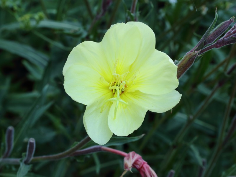 Oenothera stricta