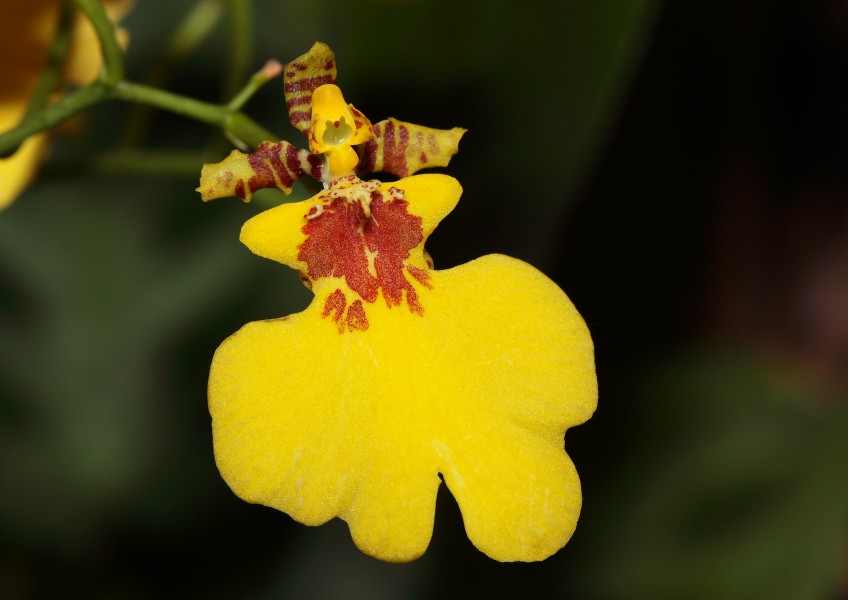 Oncidium Varicosum03