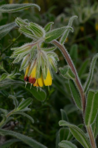 Onosma frutescens 1