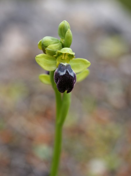 Ophrys fusca (flower spike)