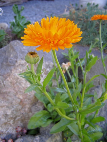 Orange flower on Lummi Island