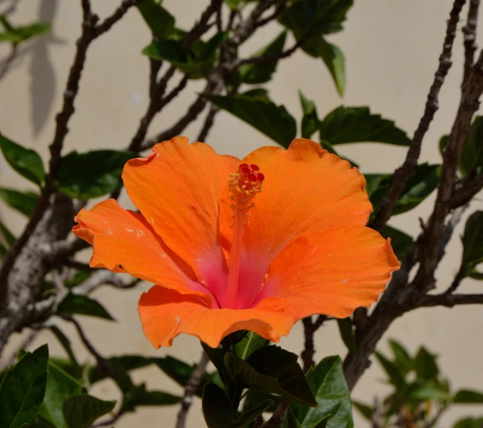Orange hibiscus,lateral view