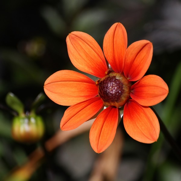 Orange single Dahlia
