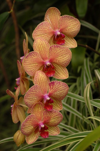 Orchid Cultivar Variegated Flowers 2000px
