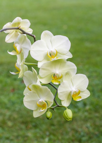 Orchidee (phalaenopsis) (actm) 02