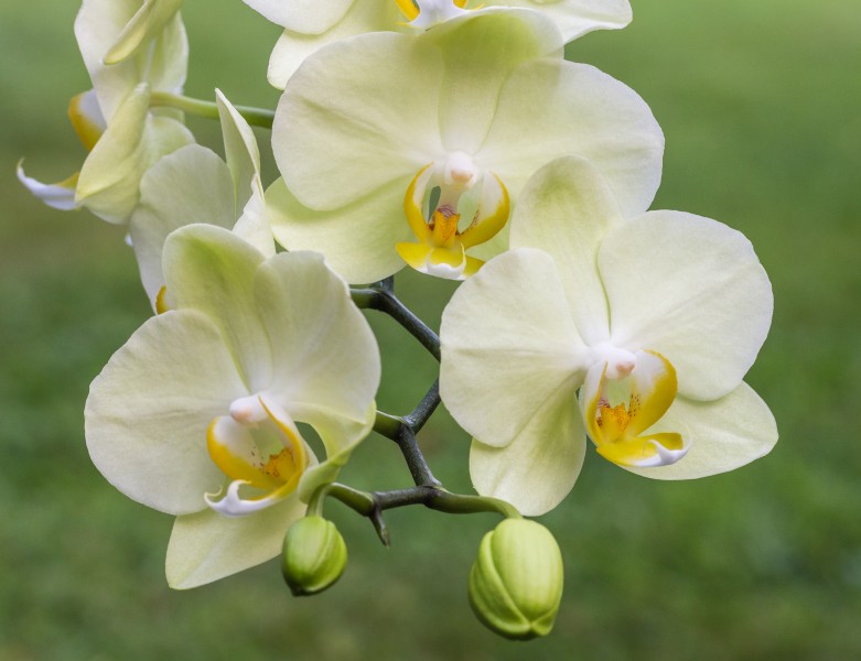 Orchidee (phalaenopsis) (actm) 04