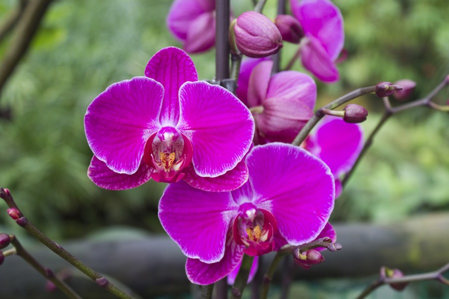 Orchideje v Troji, Cattleya hybrida, 05