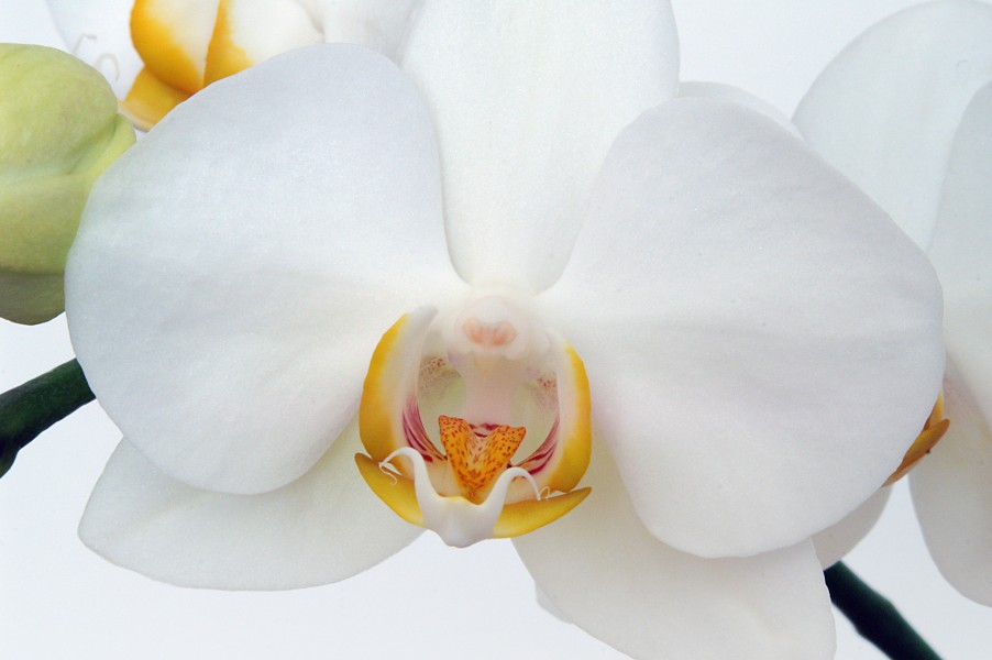 Orchids color II (4584817710) (2)