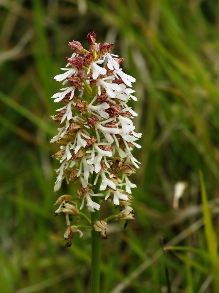 Orchis × angusticruris (inflorescence)