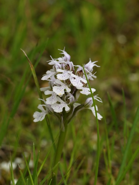 Orchis conica (habitus)