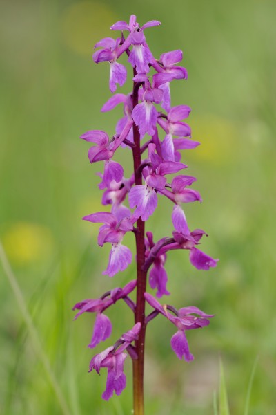 Orchis mascula Paslieres 2013-05-12 n01