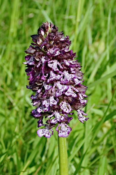 Orchis pourpre FR 2013