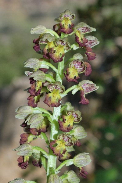 Orchis punctulata 1