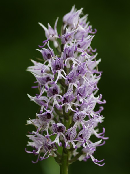 Orchis simia (spike)