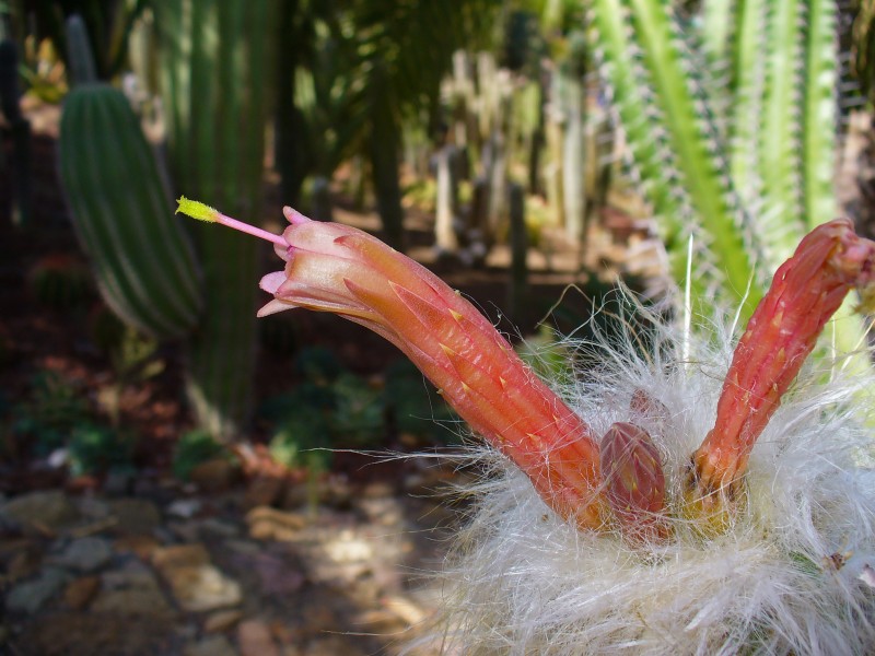 Oreocereus celsianus 01