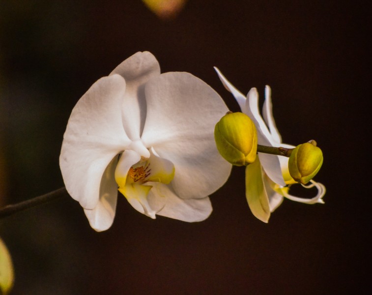 Orquideabranca