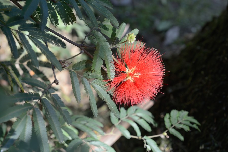 Orto Botanico di Napoli Calliandra tweedii