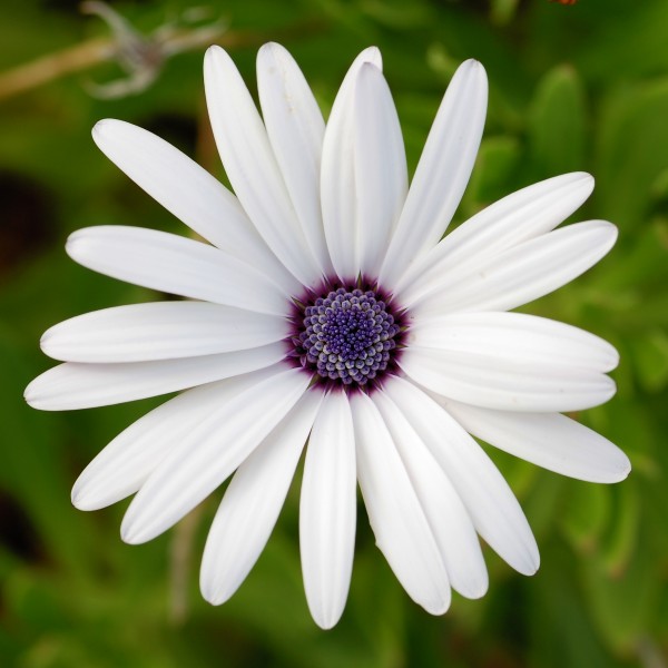 Osteospermum September 2008-1