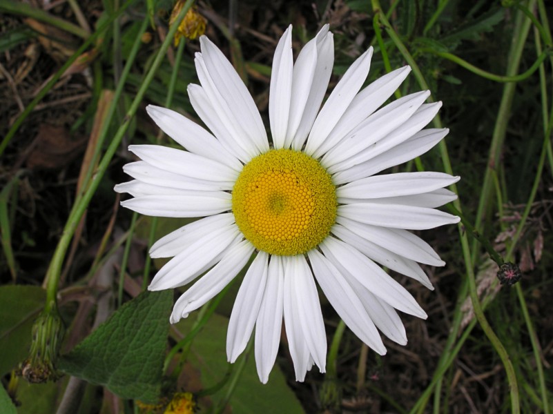 Ox-eye daisy 01