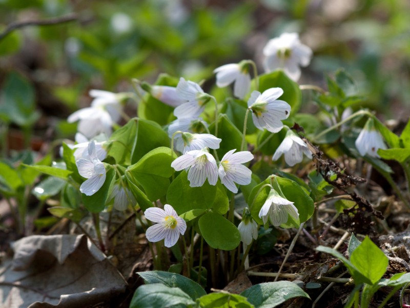 Oxalis acetosella cluster