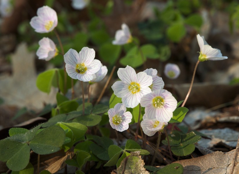 Oxalis acetosella LC0190