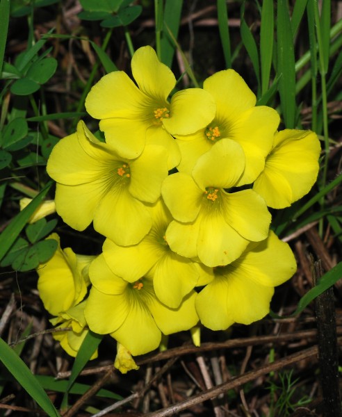 Oxalis February 2008-2