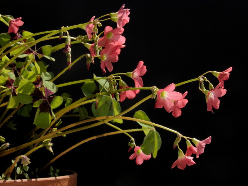 Oxalis tetraphylla Iron Cross20170523 7785
