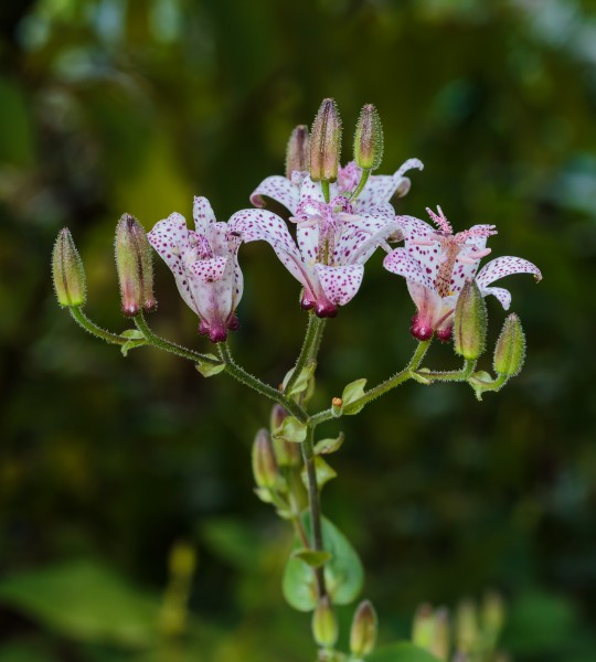 Paddenlelie Tricyrtis formosana. Locatie, De Kruidhof Buitenpost 02