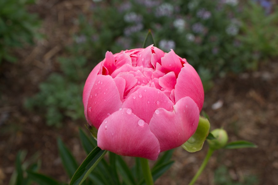 Paeonia 'Coral Supreme' IMG 0151