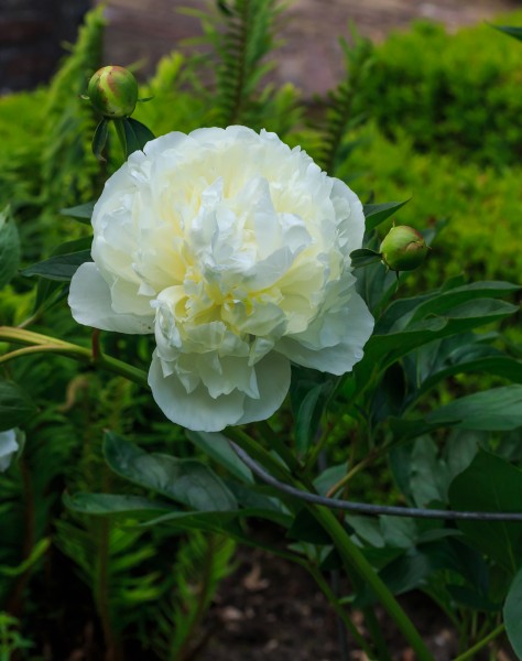 Paeonia 'Duchesse de Nemours'. Locatie, De Kruidhof 02