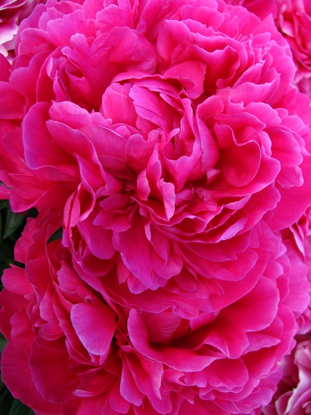 Paeonia 'Kansas' 11