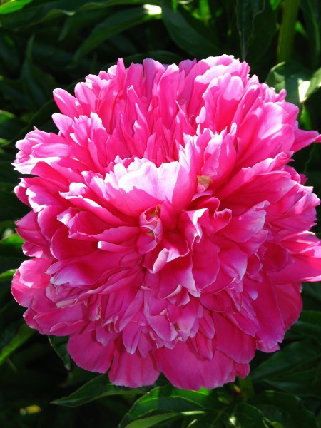 Paeonia 'Pobeda' 12