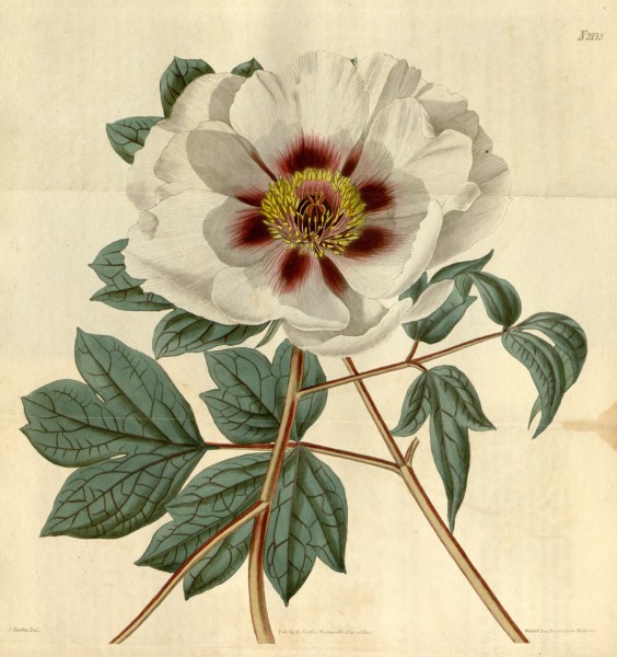 Paeonia × papaveracea Bot. Mag. 47. 2175. 1820.
