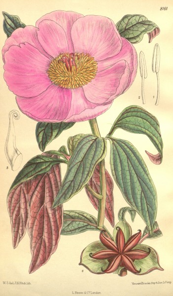 Paeonia cambessedesii Bot. Mag. 133. 8161. 1907