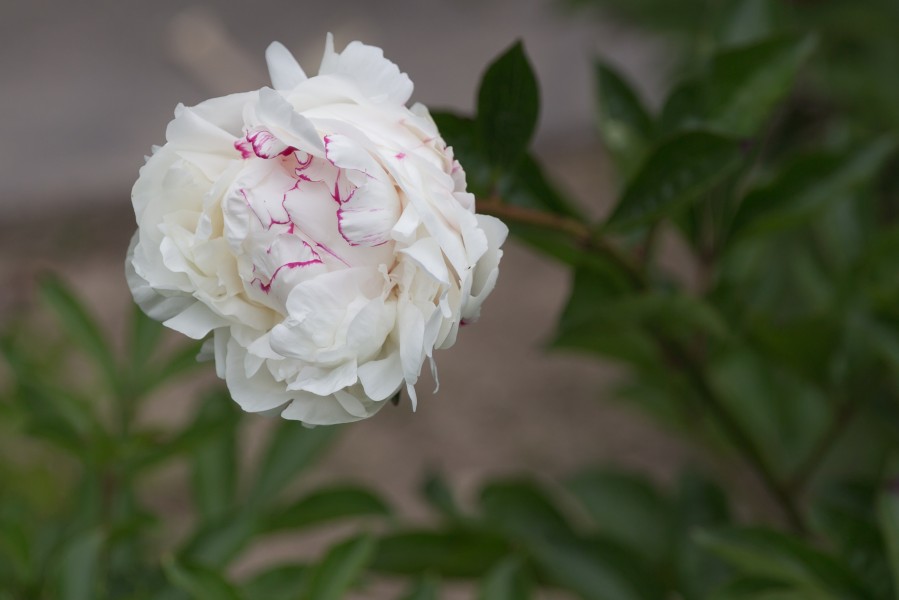 Paeonia lactiflora 'Bossuet' (Pivoine de Chine) - 115