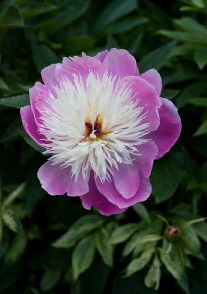 Paeonia lactiflora 'Bowl of Beauty'-2459