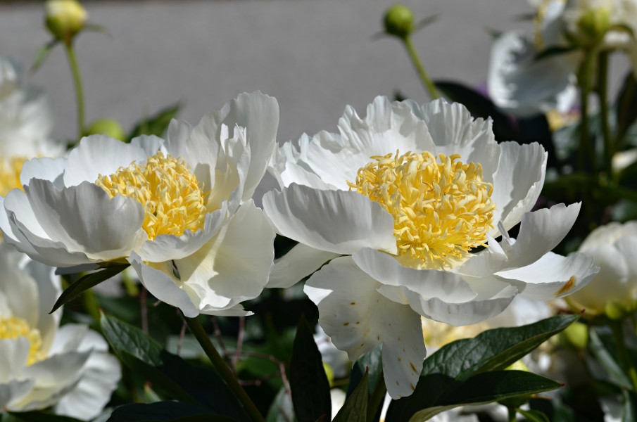 Paeonia lactiflora cv. Gold Rush Pair
