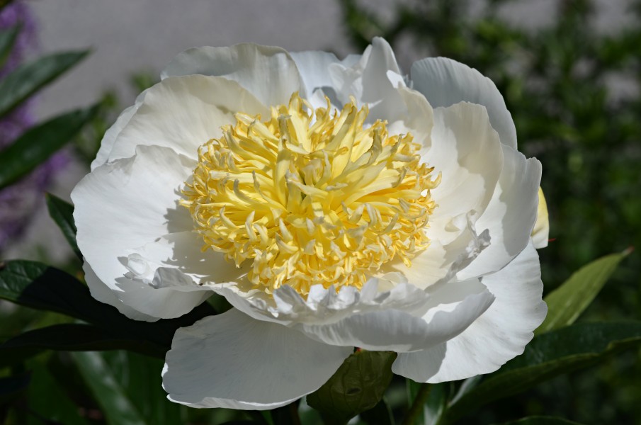 Paeonia lactiflora cv. Gold Rush Top