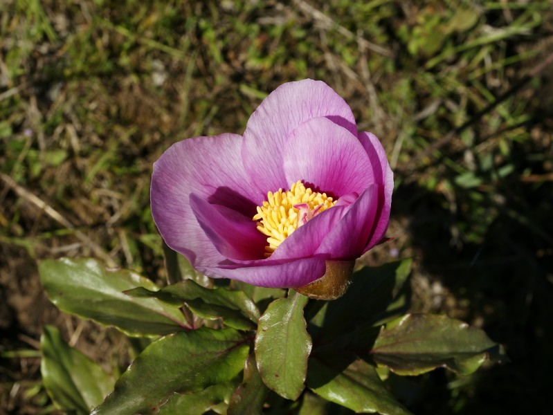 Paeonia mascula subsp. rusii 5