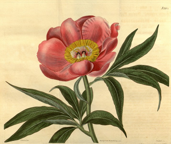Paeonia mollis Bot. Mag. 48. 2264. 1821