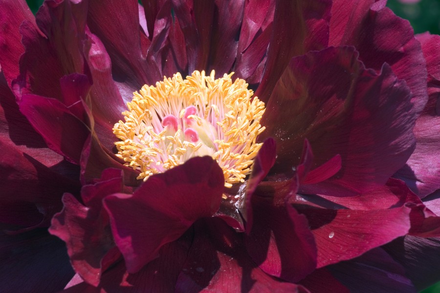Paeonia suffruticosa red070503B