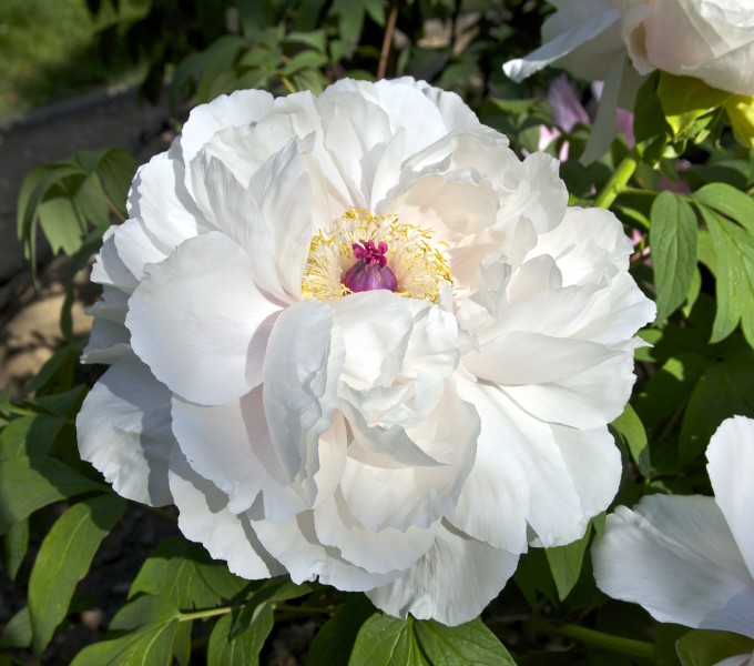 Paeonia suffruticosa Shin Tohen JdP