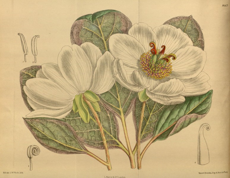 Paeonia willmottiae 142-8667