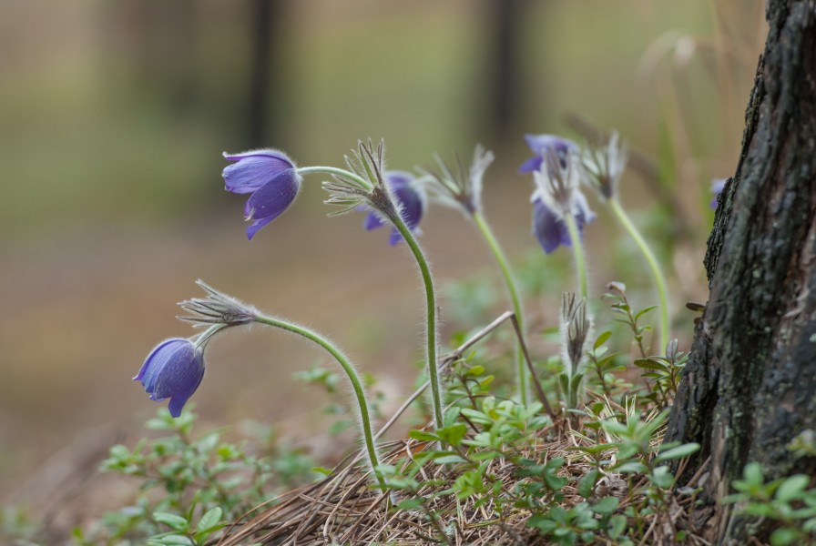 Palu-karukellad (Pulsatilla patens) Kõrvemaal